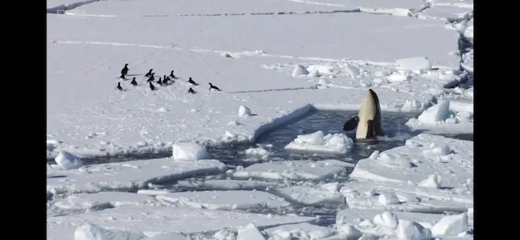 Adélie penguin (Pygoscelis adeliae) as shown in Frozen Planet - Spring